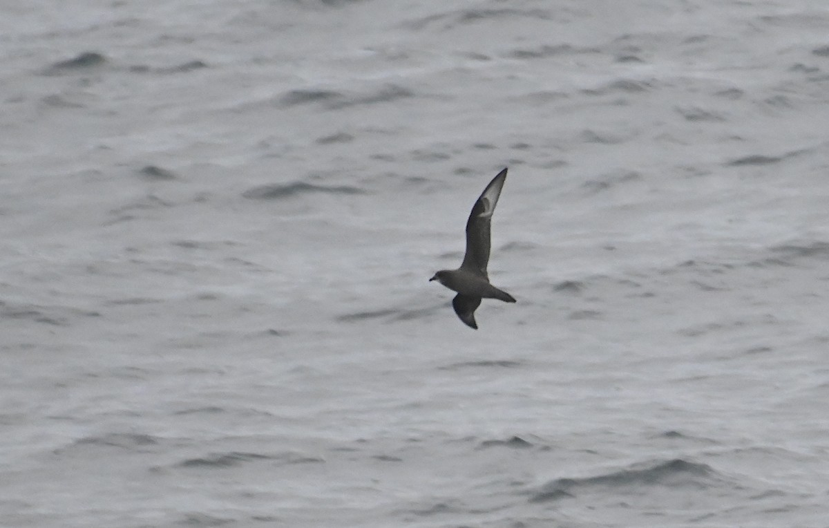 Murphy's Petrel - ML656935430