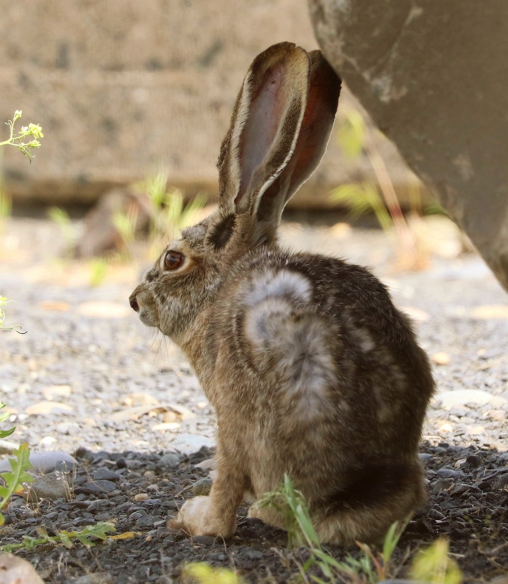 Hares and Jackrabbits - ML656935501