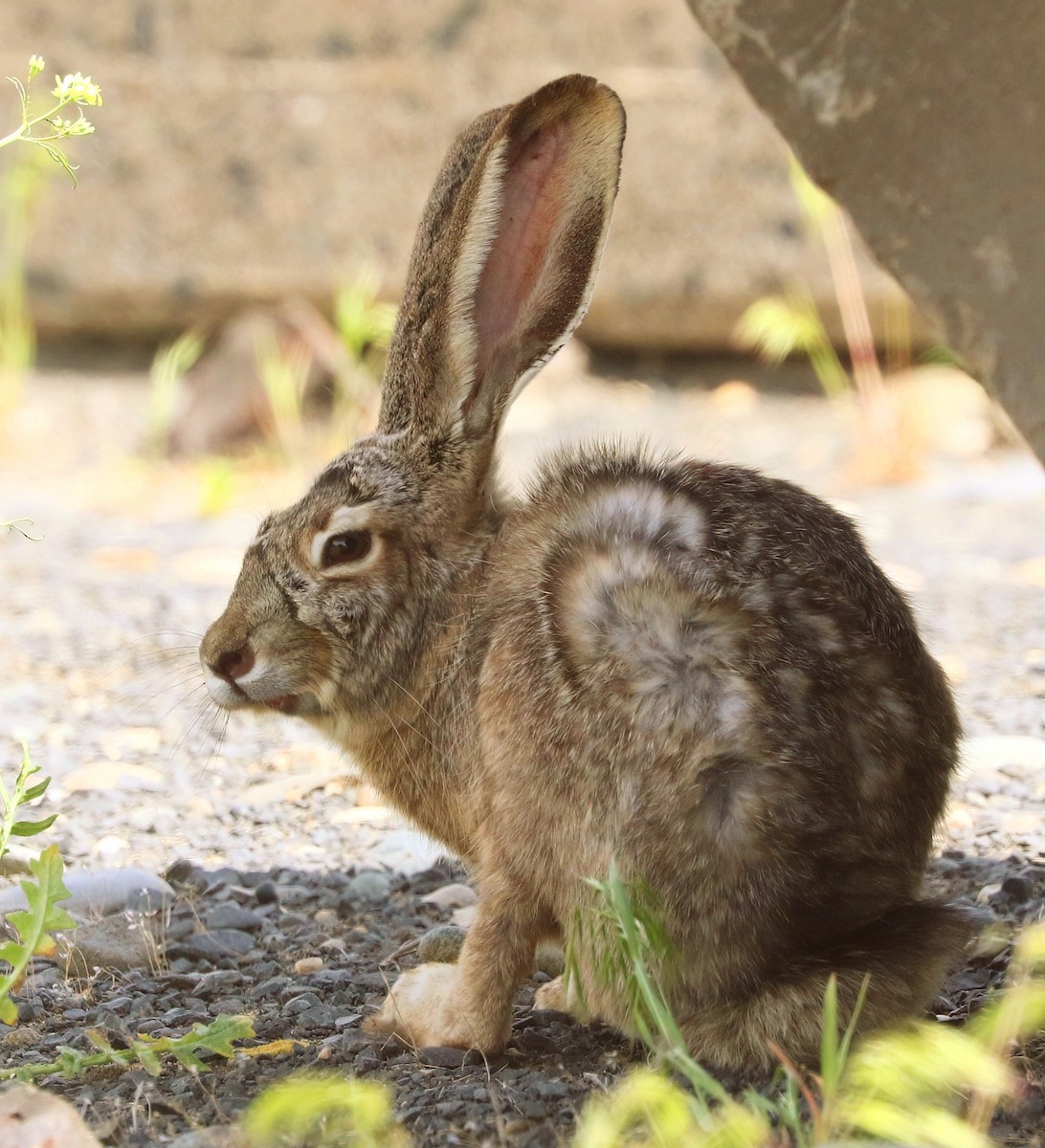 Hares and Jackrabbits - ML656935631