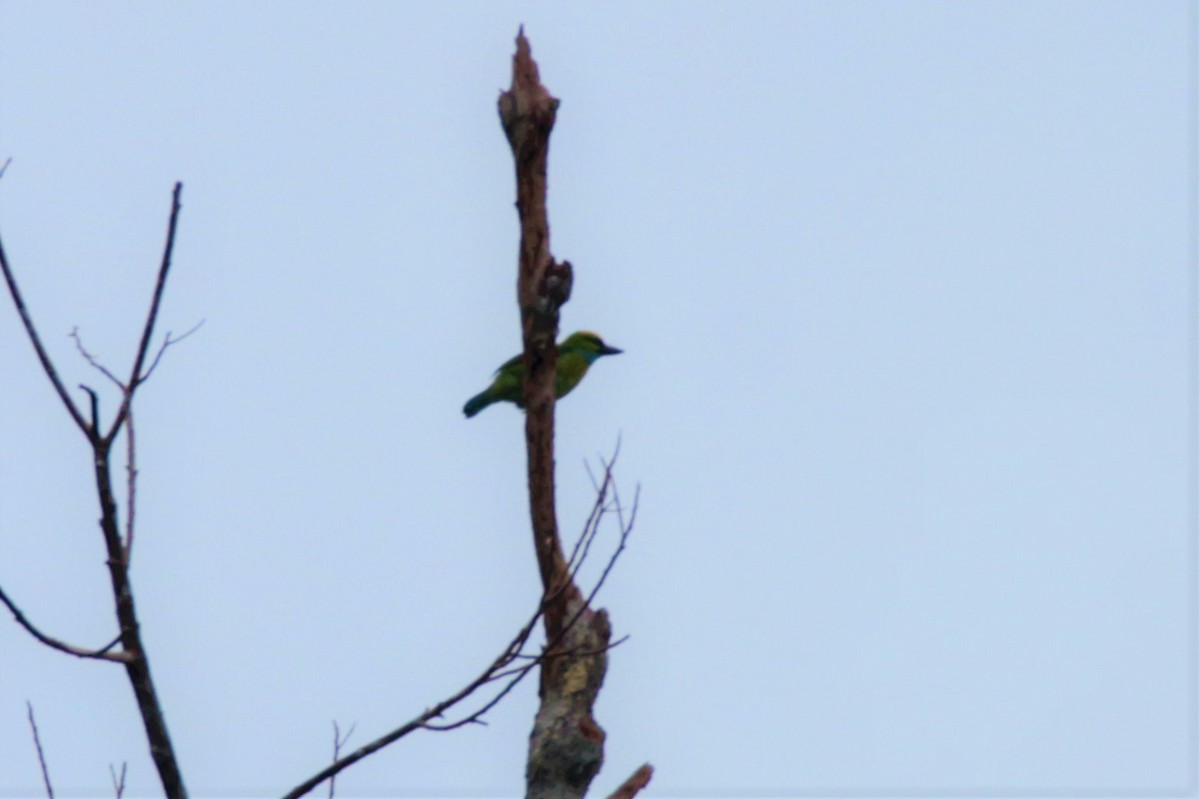 Sarı Tepeli Barbet - ML65693571