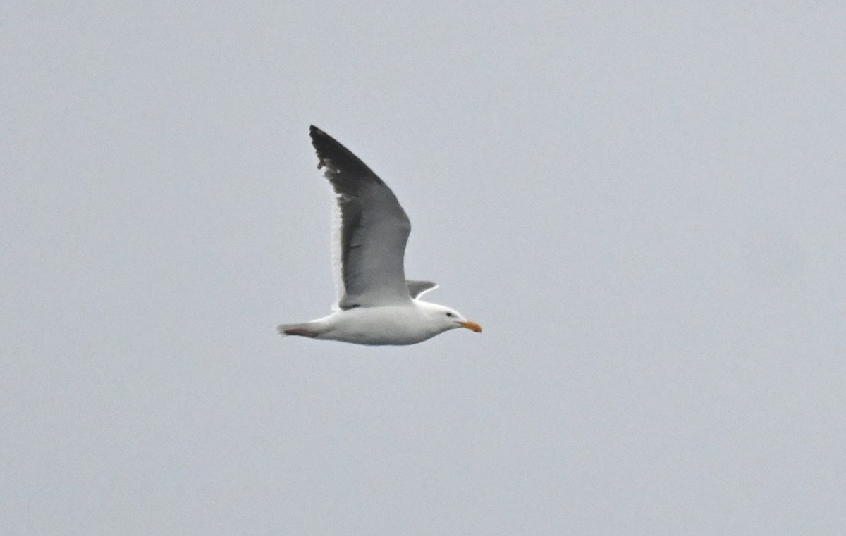 Western Gull - ML656935793