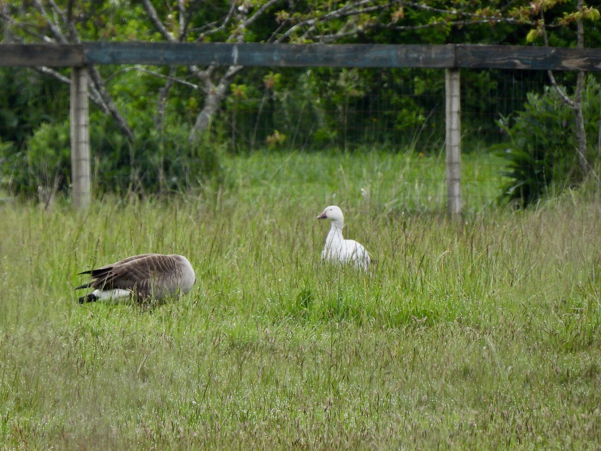Snow Goose - ML656935909