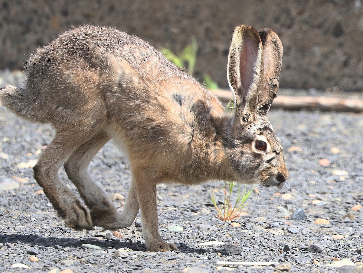 Hares and Jackrabbits - ML656935910