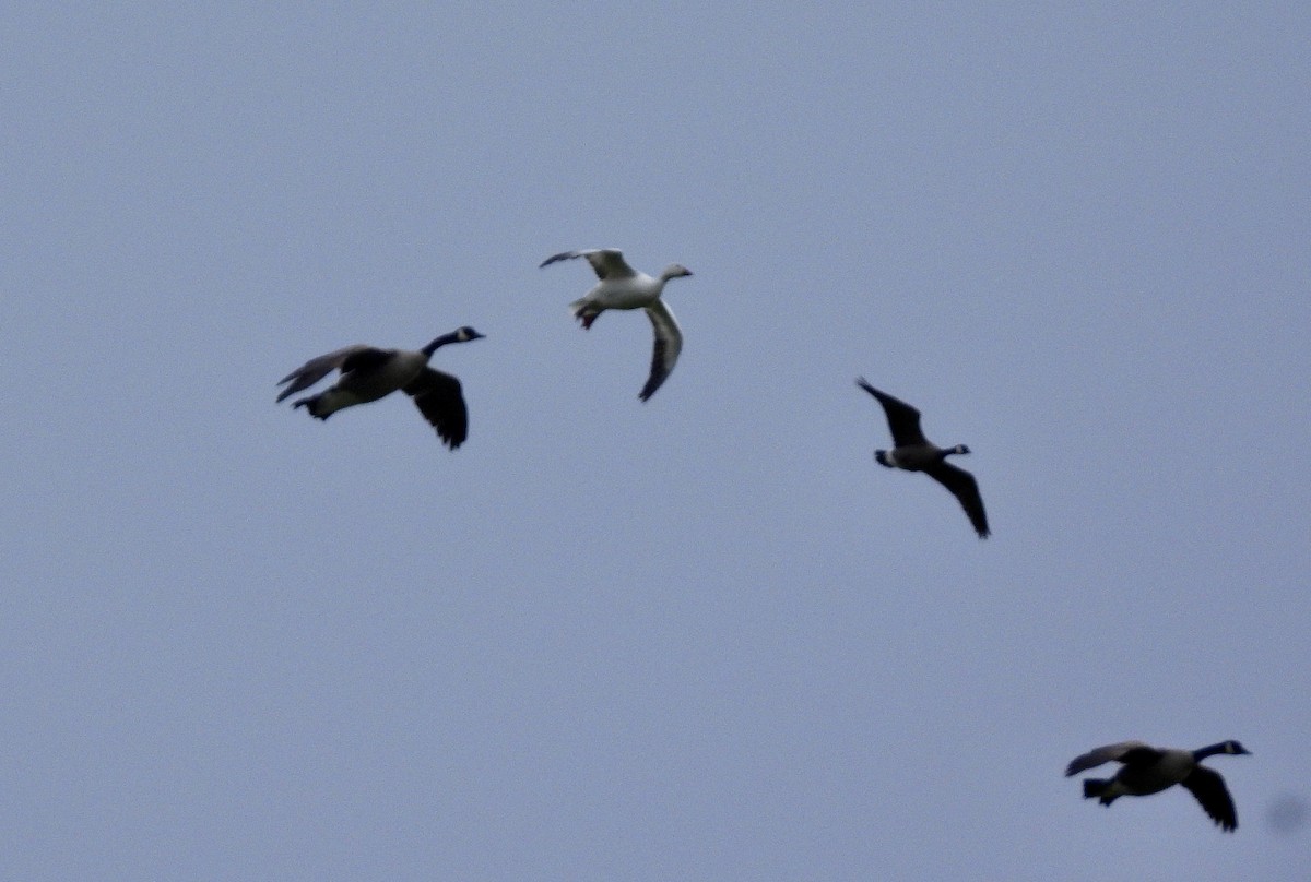 Snow Goose - ML656935921