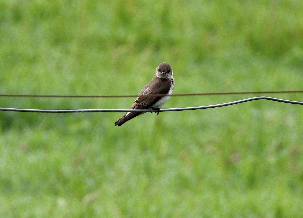 Northern Rough-winged Swallow - ML656935960