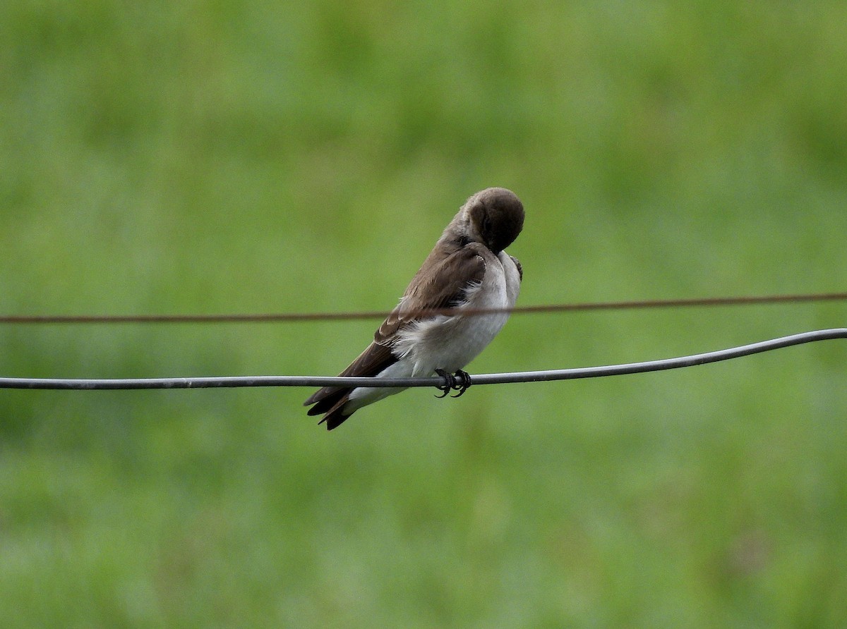 Northern Rough-winged Swallow - ML656935961