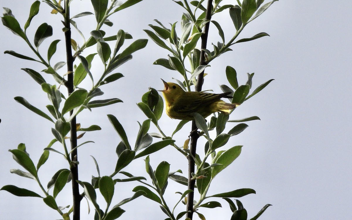Northern Yellow Warbler - ML656935976