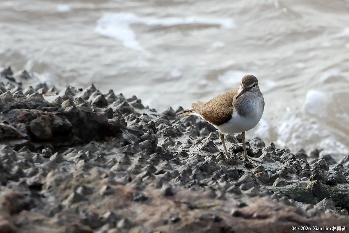 Common Sandpiper - ML656936048