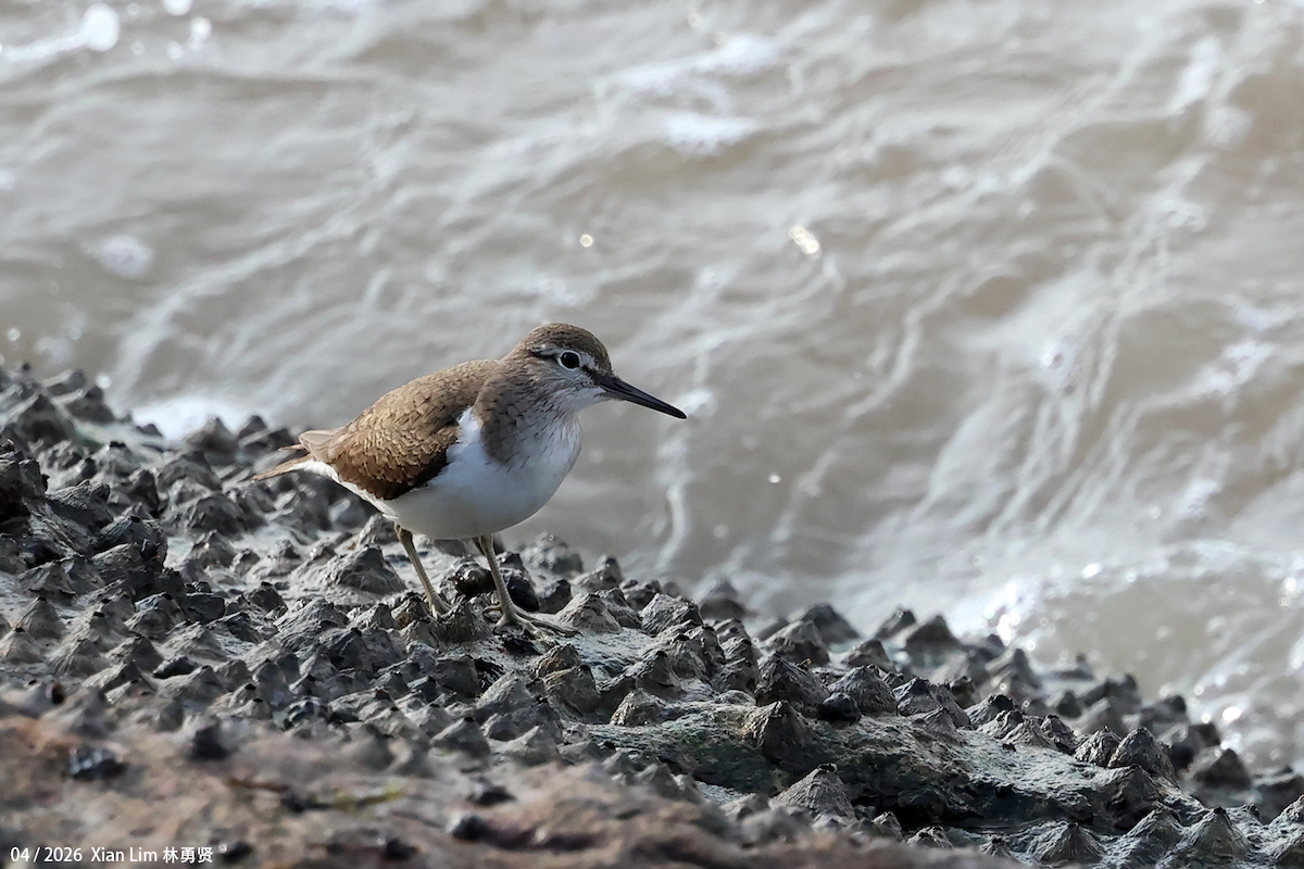 Common Sandpiper - ML656936049