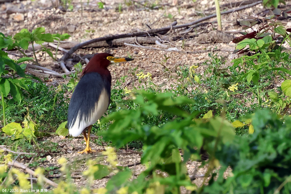 Chinese Pond-Heron - ML656936051