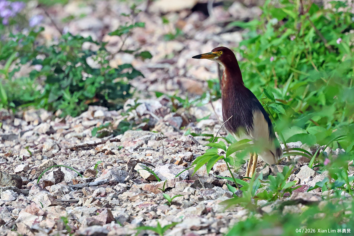 Chinese Pond-Heron - ML656936052