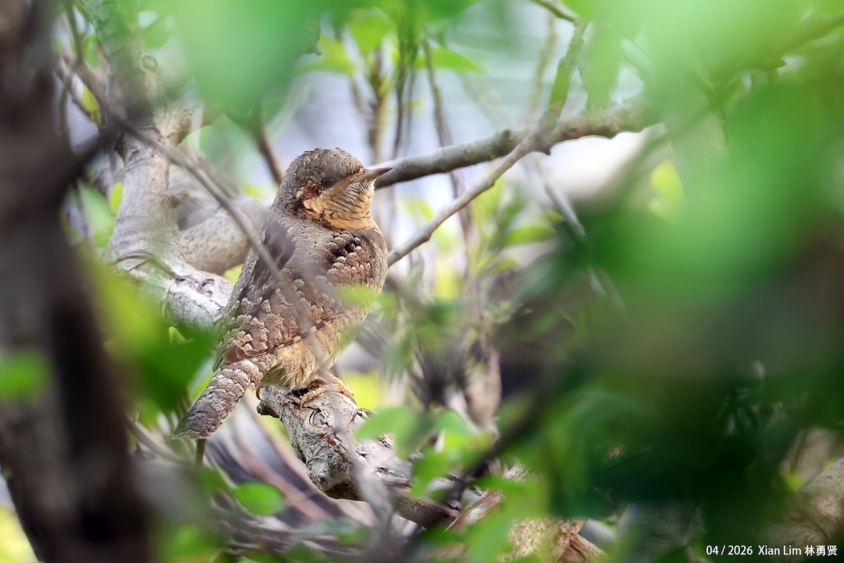 Eurasian Wryneck - ML656936055