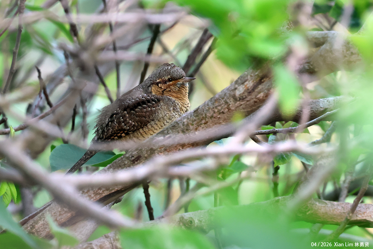 Eurasian Wryneck - ML656936056