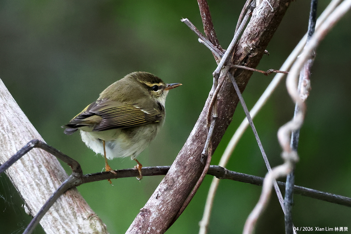 Arctic Warbler - ML656936061
