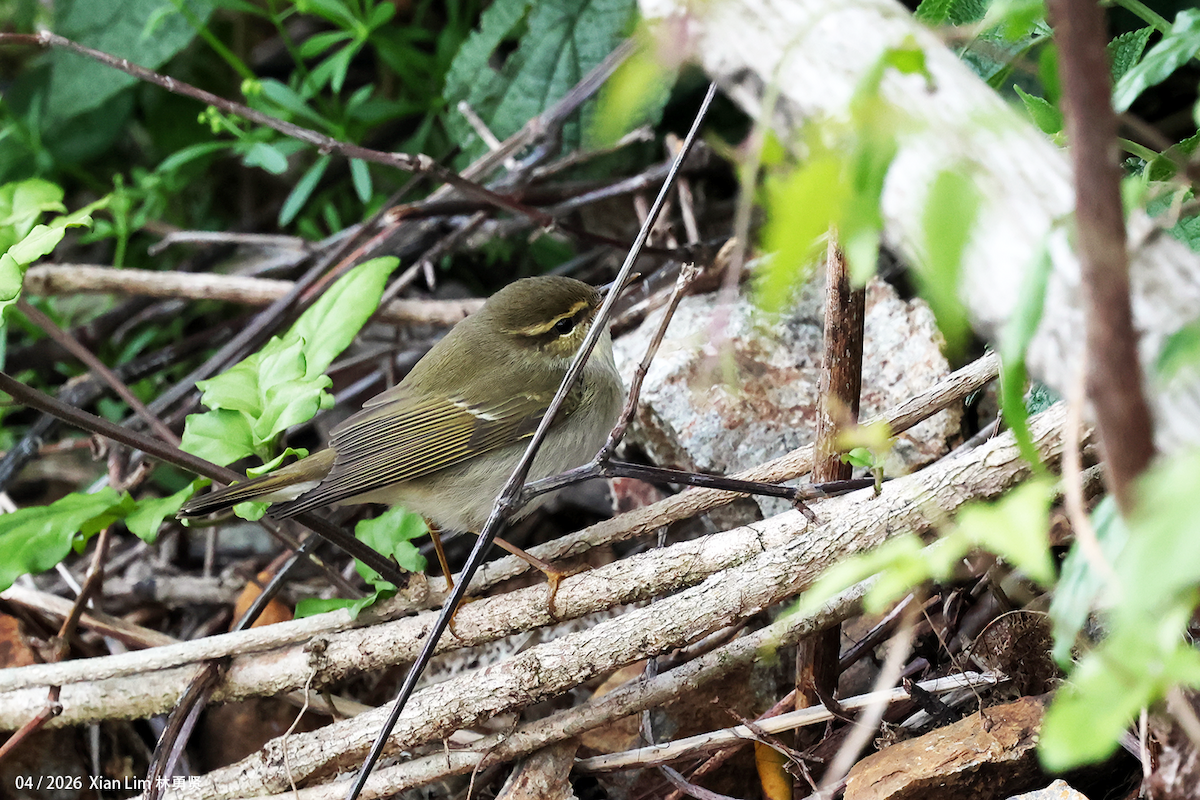 Arctic Warbler - ML656936062