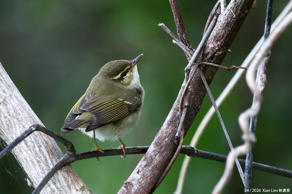 Arctic Warbler - ML656936063