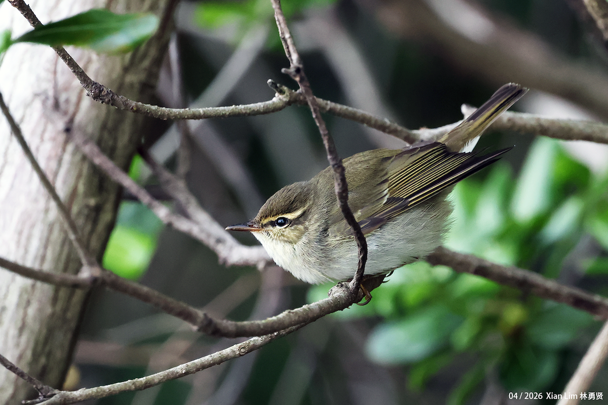 Arctic Warbler - ML656936064