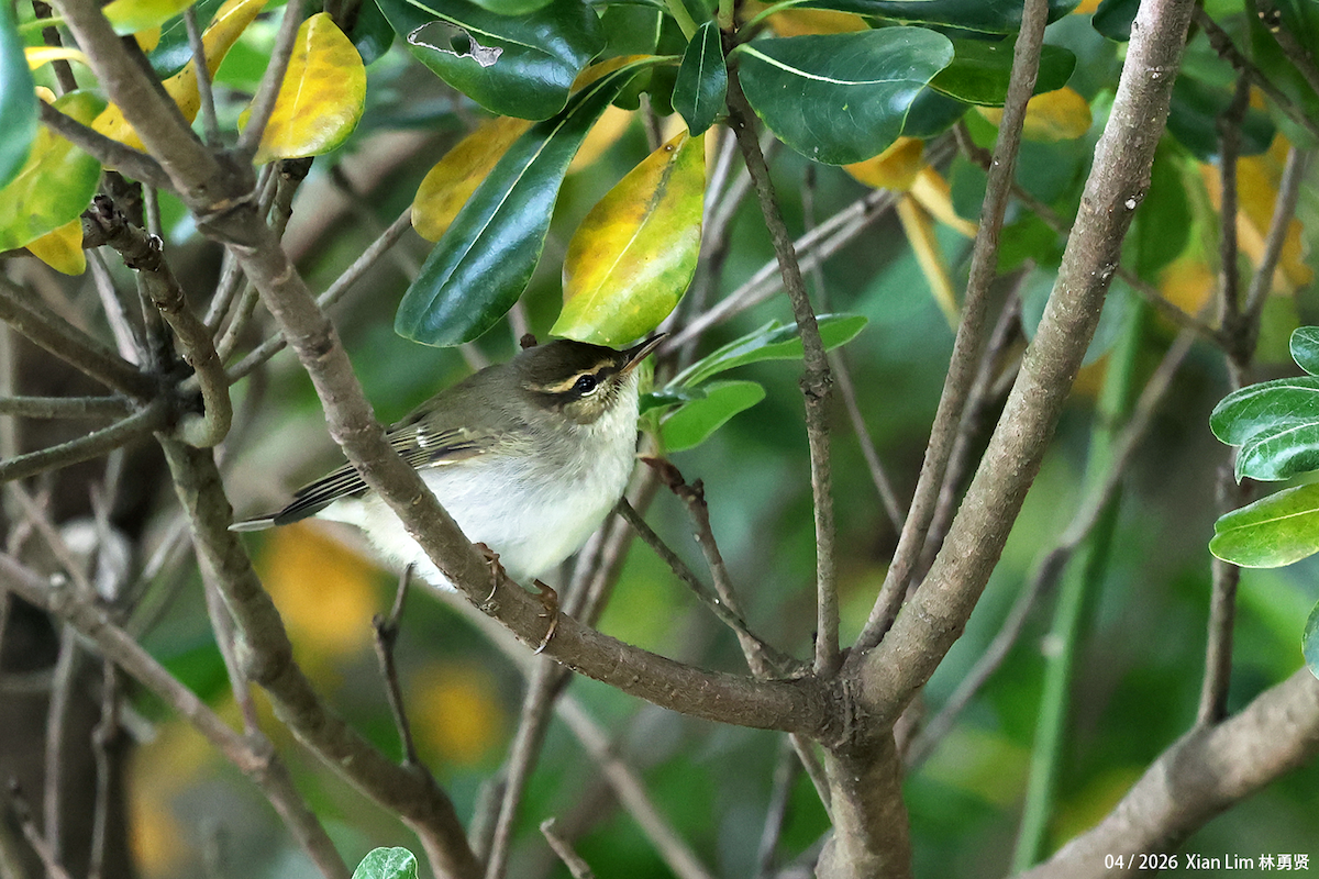 Arctic Warbler - ML656936065