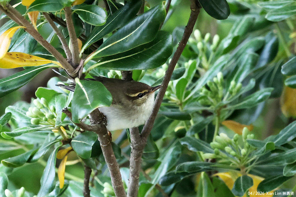 Arctic Warbler - ML656936066