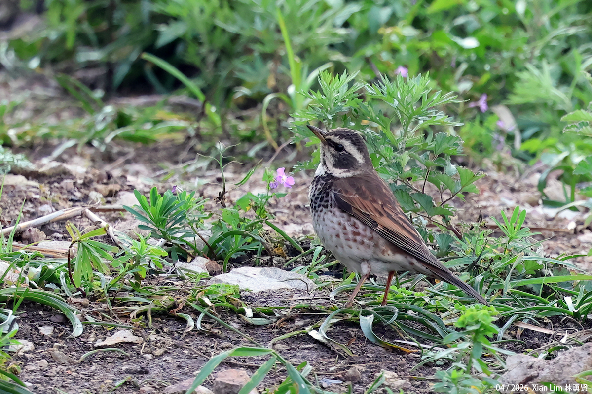 Dusky Thrush - ML656936081