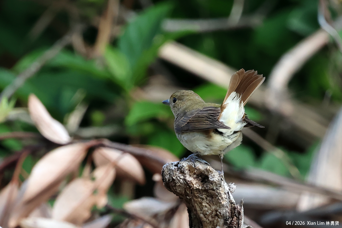 Narcissus Flycatcher - ML656936099