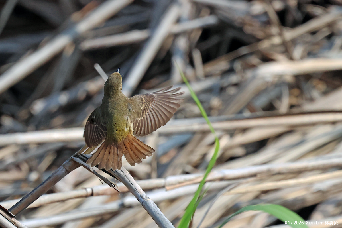 Narcissus Flycatcher - ML656936100