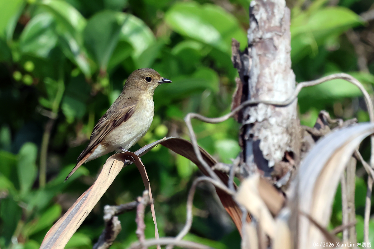 Narcissus Flycatcher - ML656936101