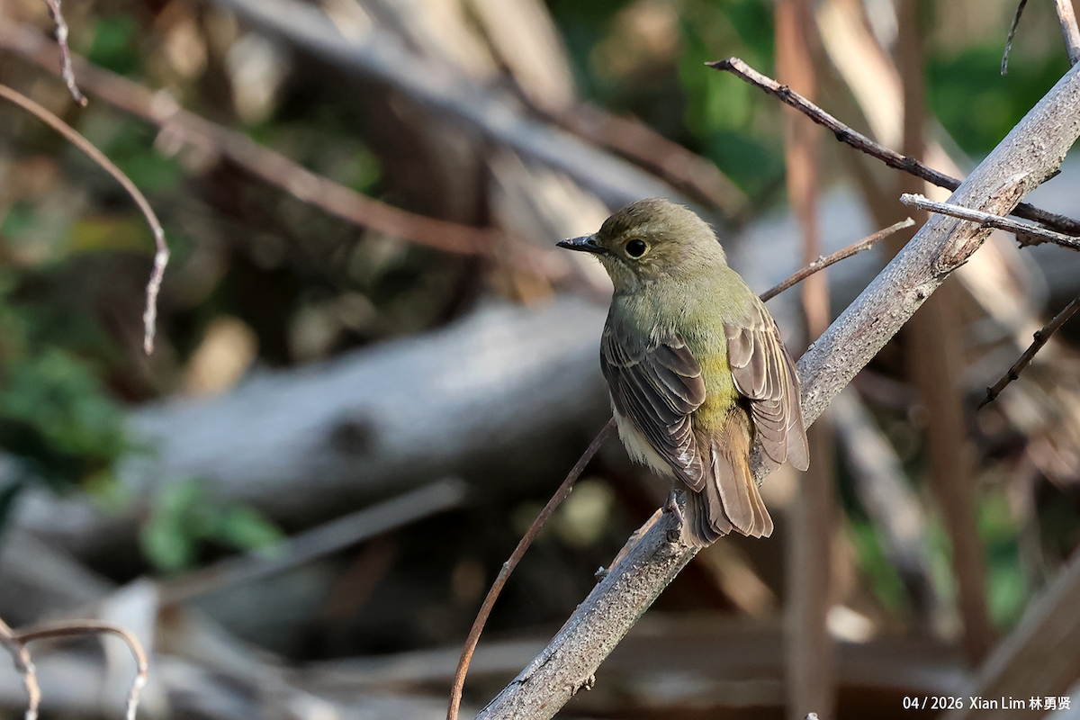 Narcissus Flycatcher - ML656936102