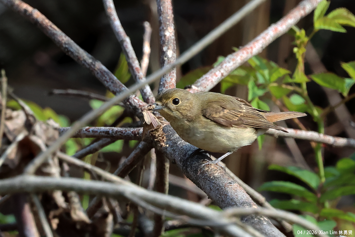 Narcissus Flycatcher - ML656936103