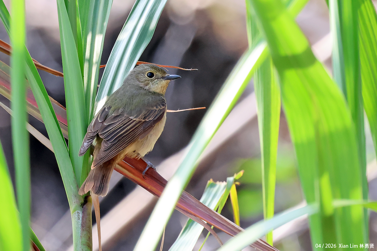 Narcissus Flycatcher - ML656936104