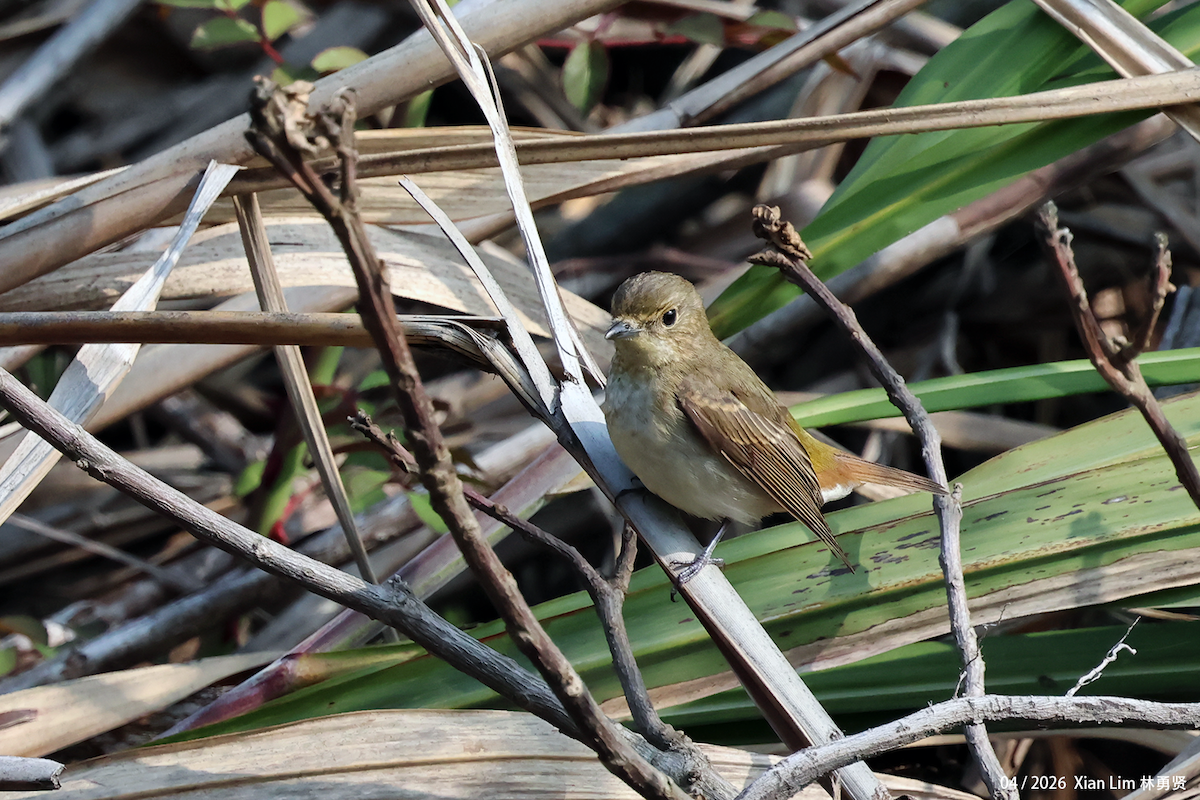 Narcissus Flycatcher - ML656936106