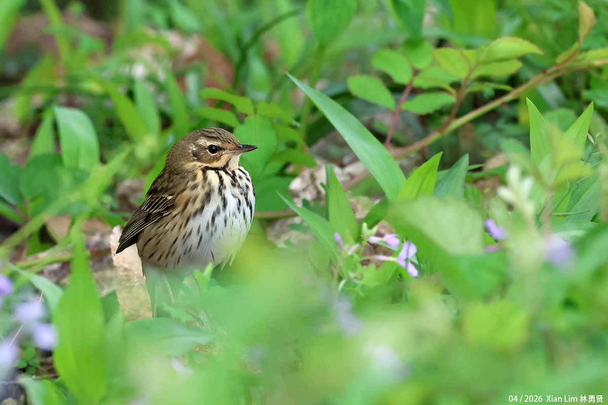 Olive-backed Pipit - ML656936171