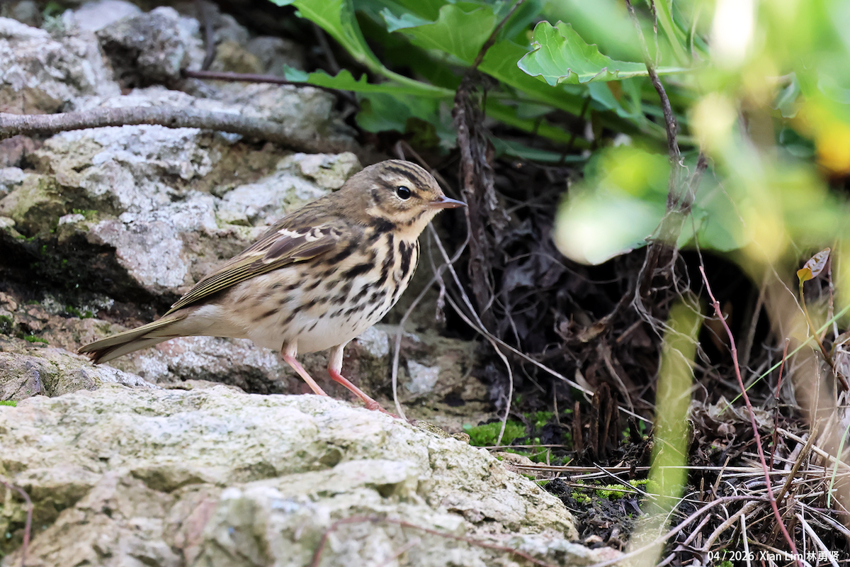 Olive-backed Pipit - ML656936172