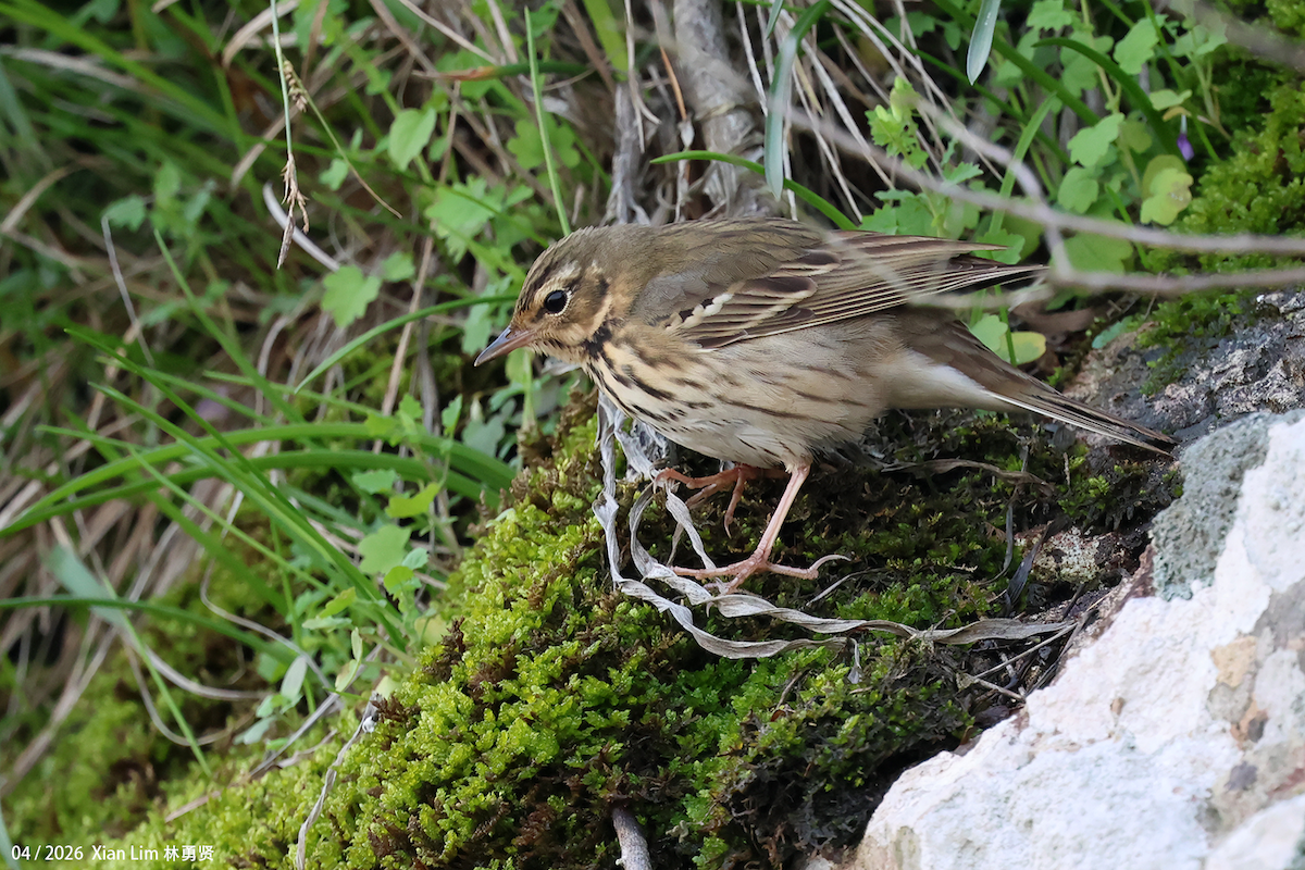 Olive-backed Pipit - ML656936173