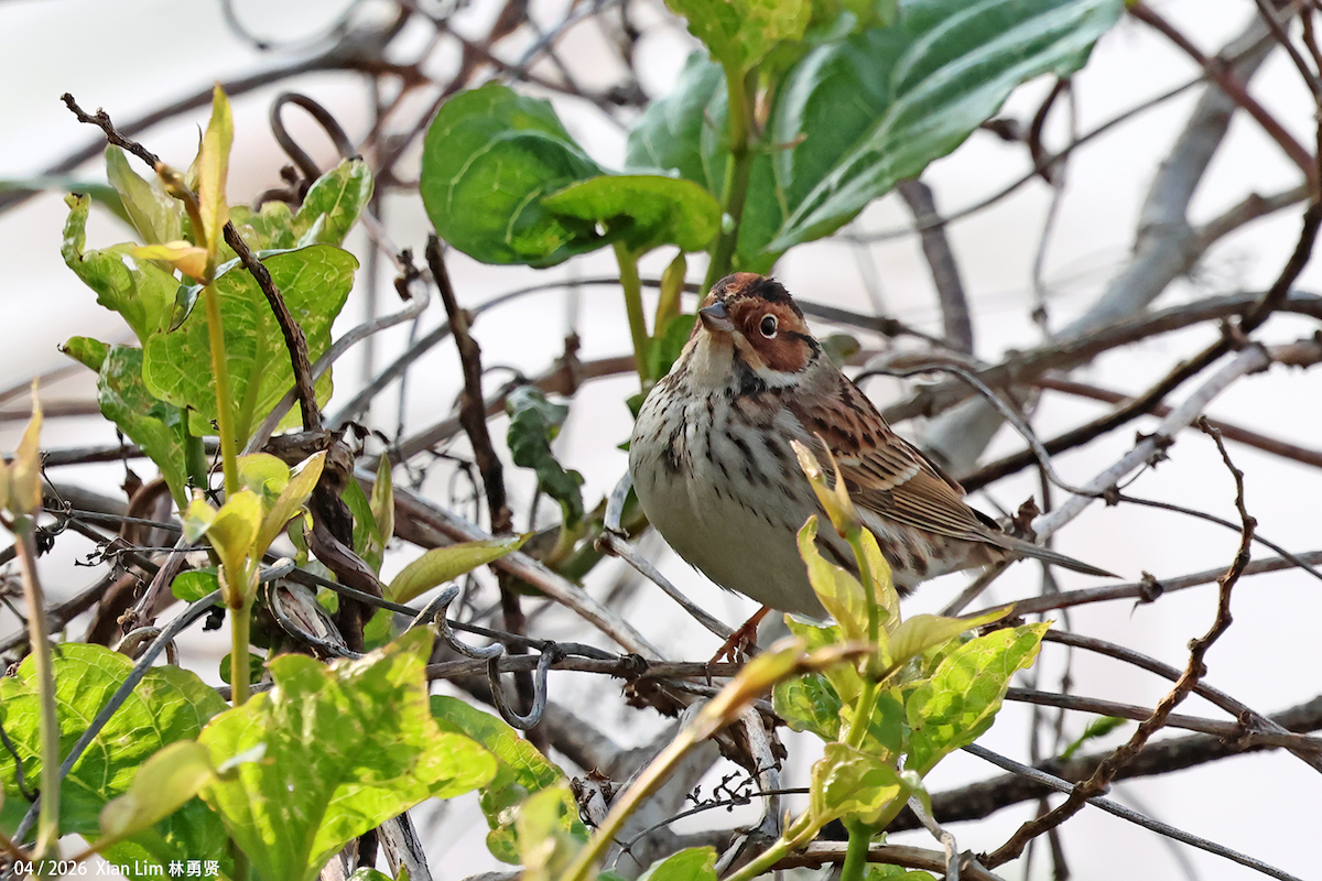 Little Bunting - ML656936179