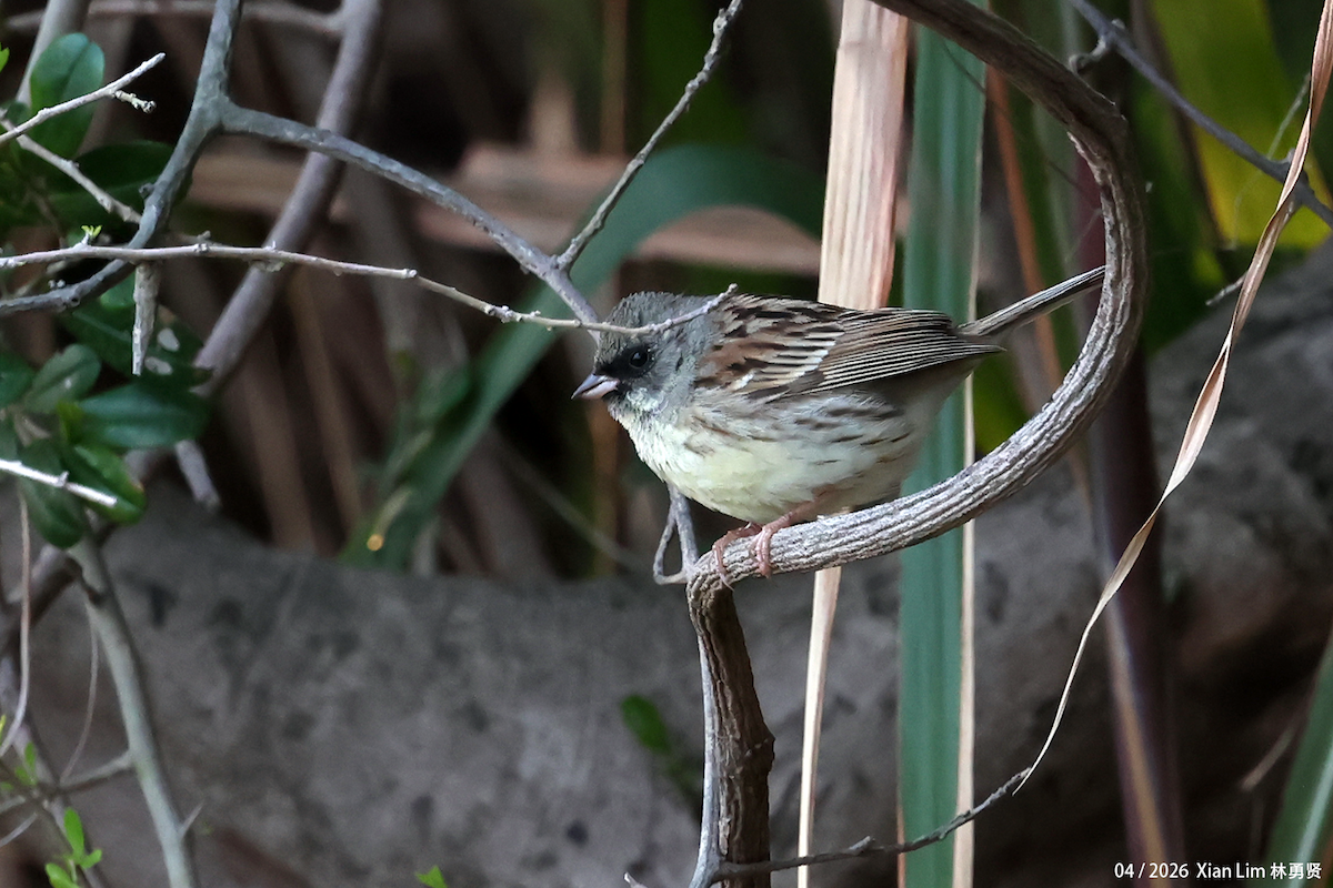 Black-faced Bunting - ML656936184