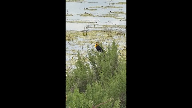 שחרורית צהובת-ראש - ML656936191