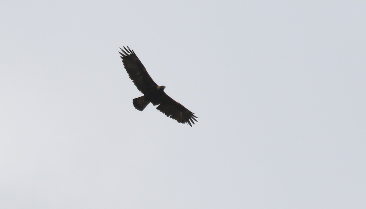 Steinadler - ML656936230