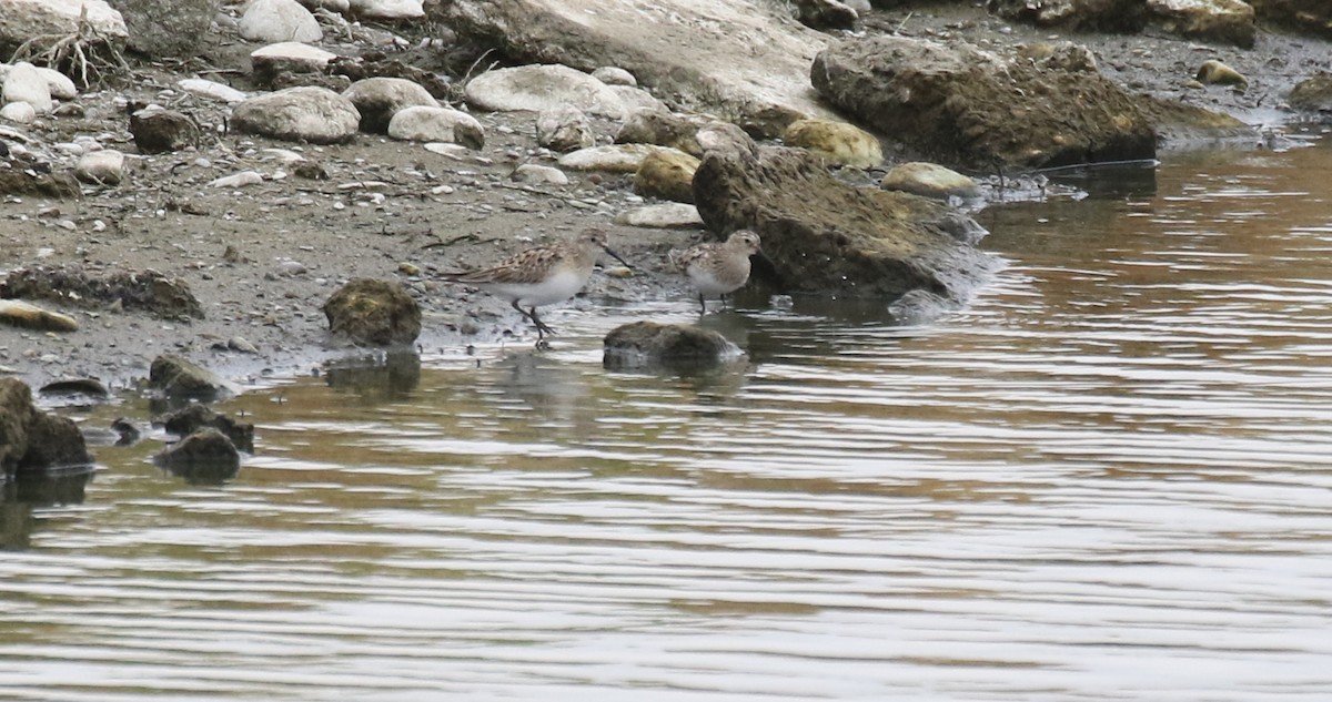 Bairdstrandläufer - ML656936281