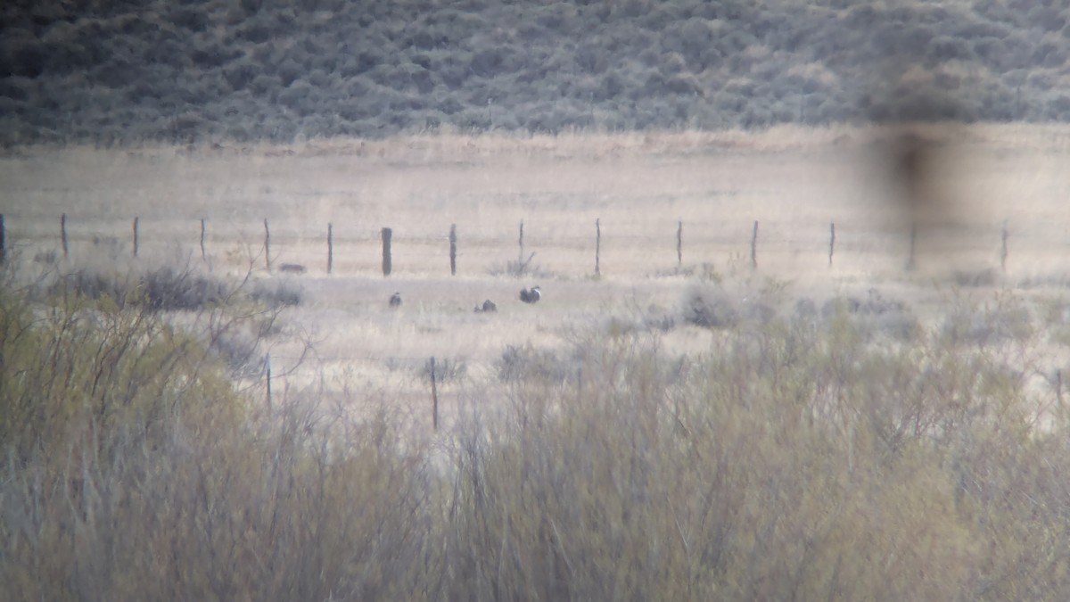 Gunnison-Beifußhuhn - ML656936343