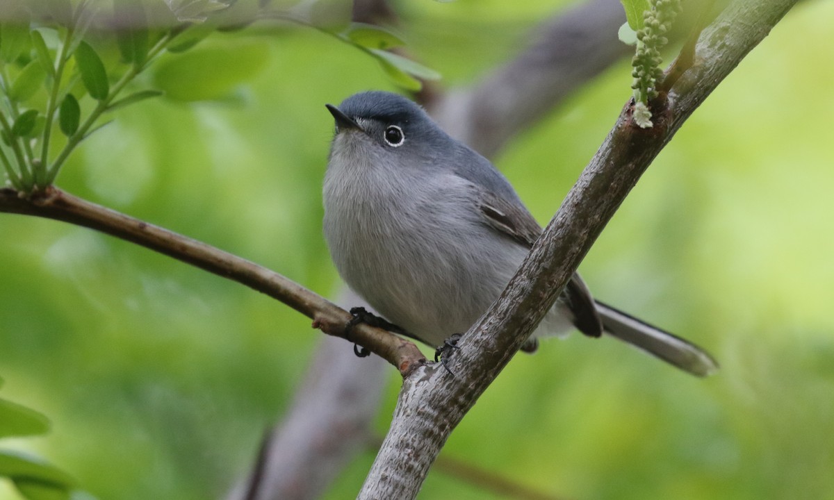 Blaumückenfänger - ML656936881
