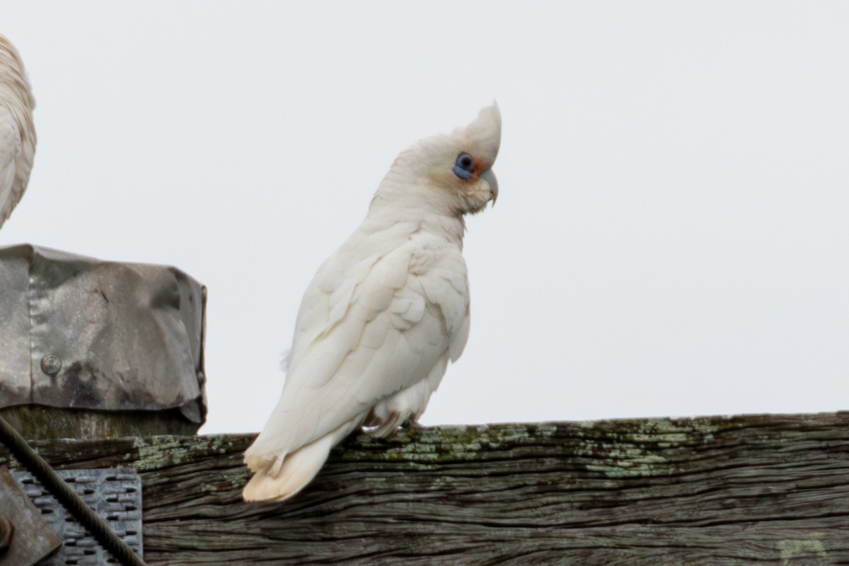 Cacatoès corella - ML656938307