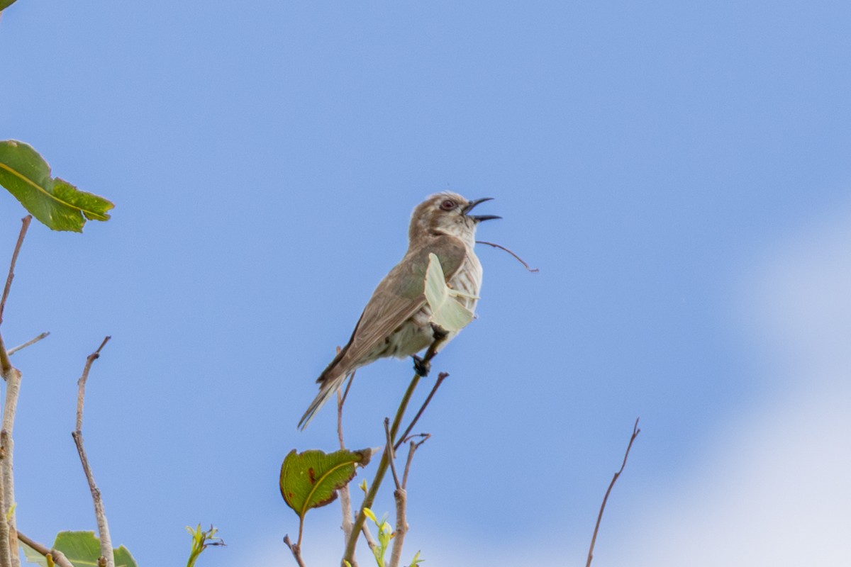 Horsfield's Bronze-Cuckoo - ML656938319
