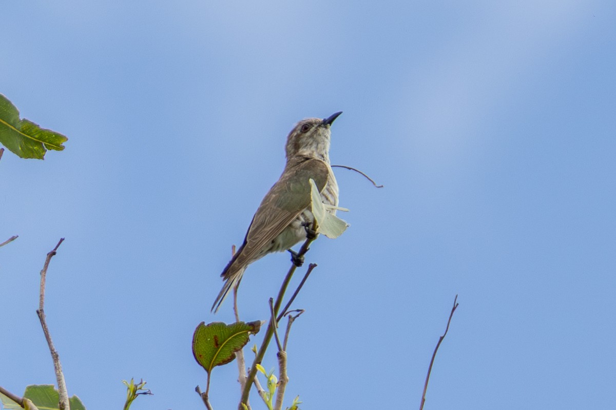 Horsfield's Bronze-Cuckoo - ML656938320