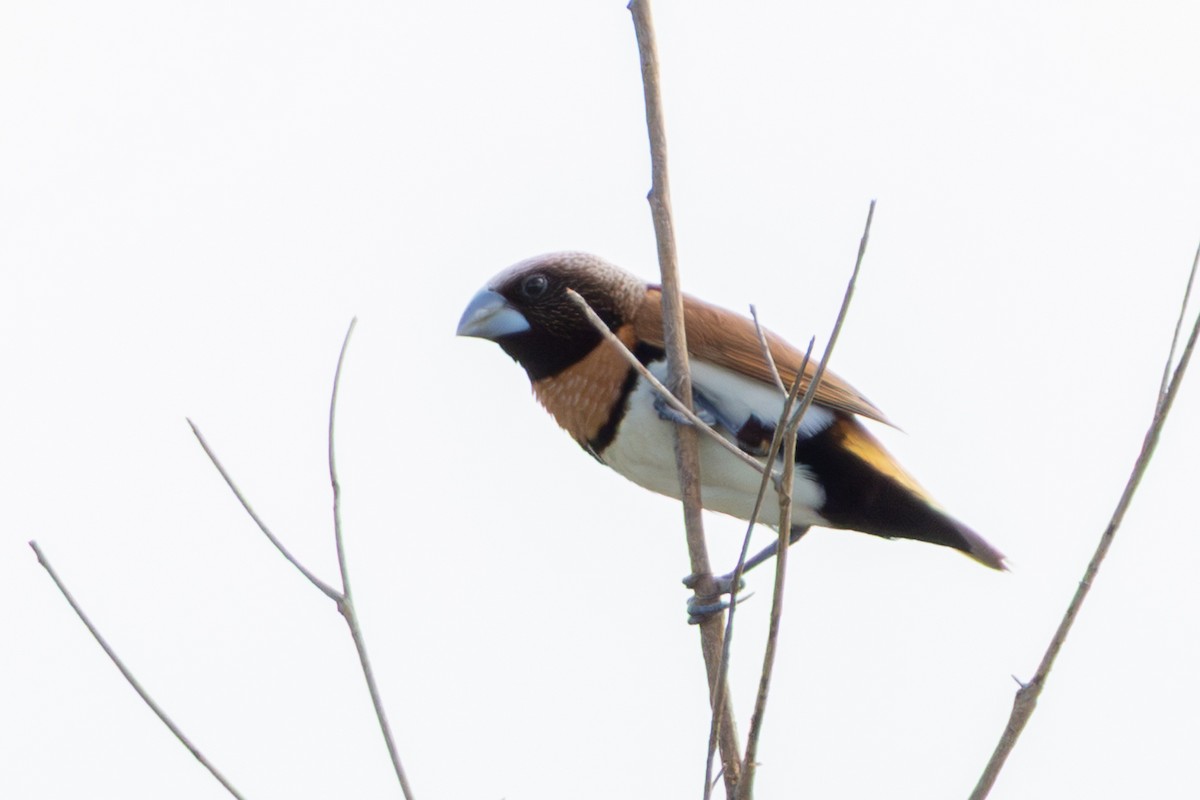 Chestnut-breasted Munia - ML656938330