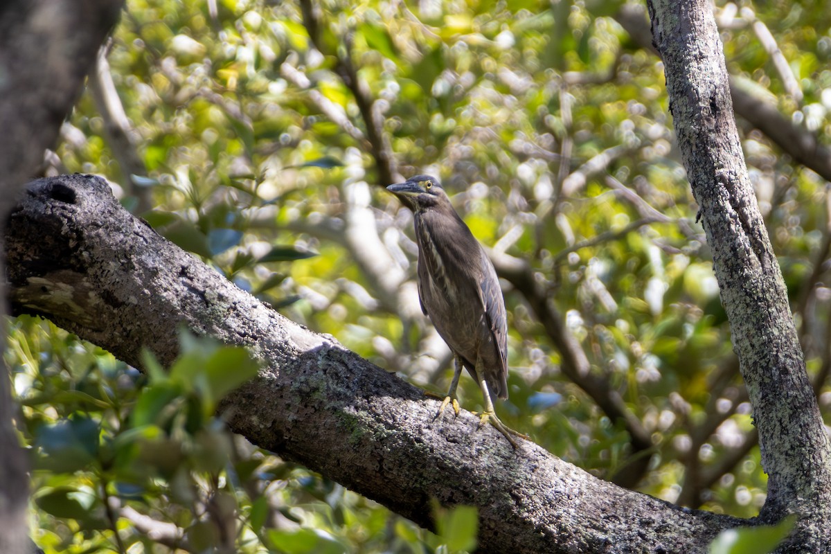Little Heron - ML656938335