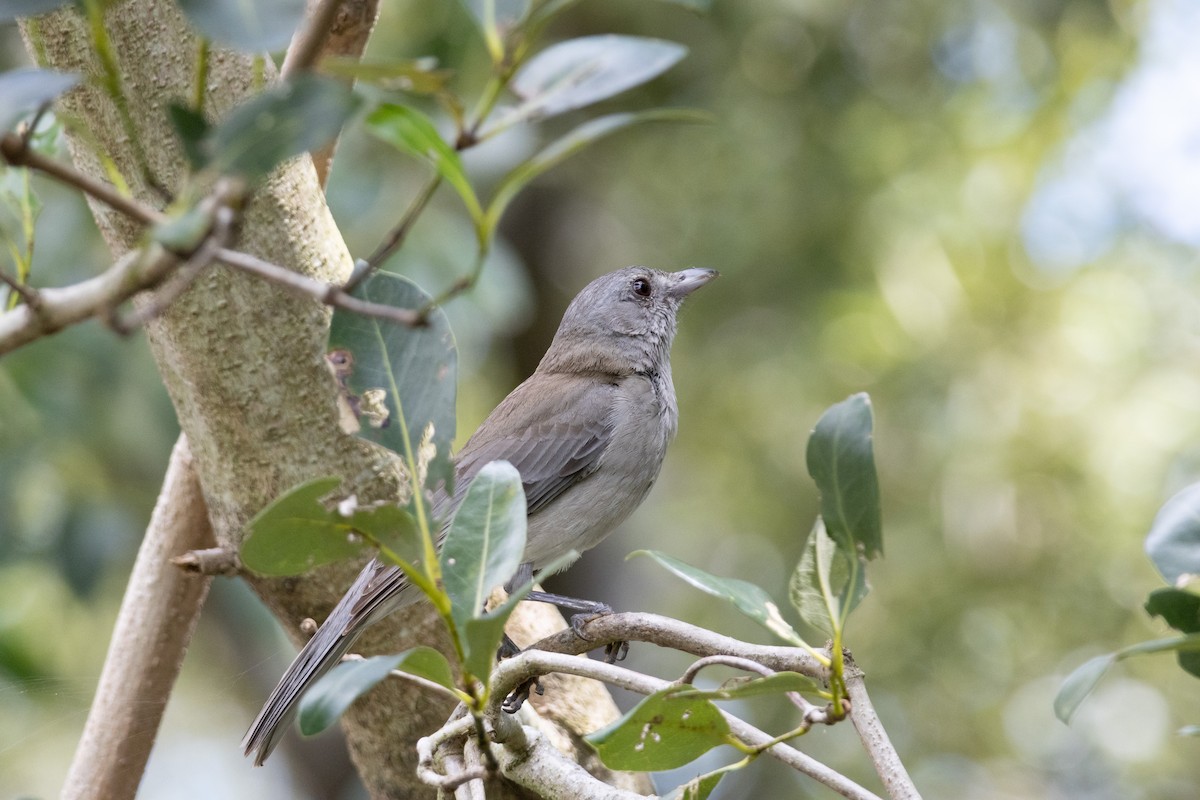 Gray Shrikethrush - ML656938344