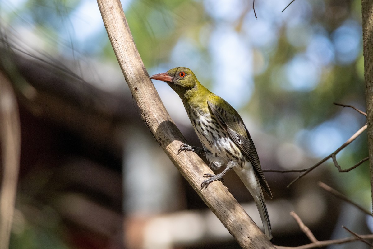 Olive-backed Oriole - ML656938345