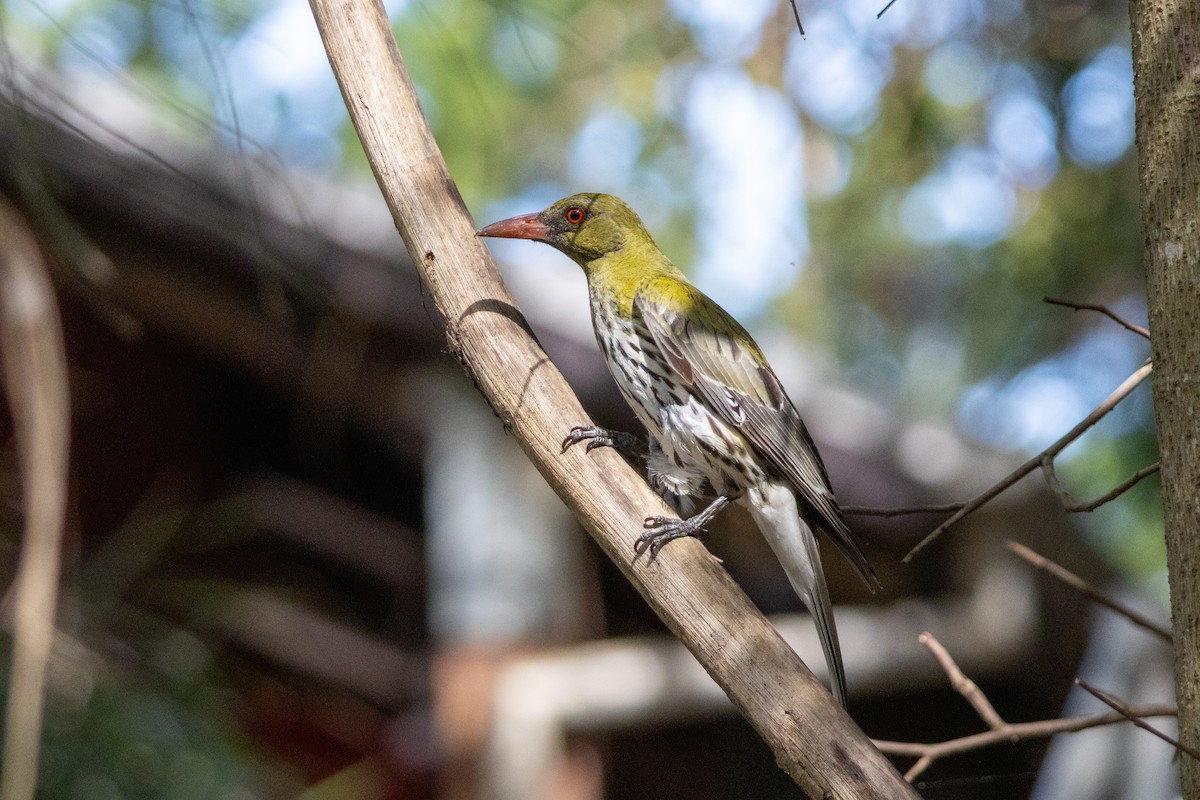 Olive-backed Oriole - ML656938346
