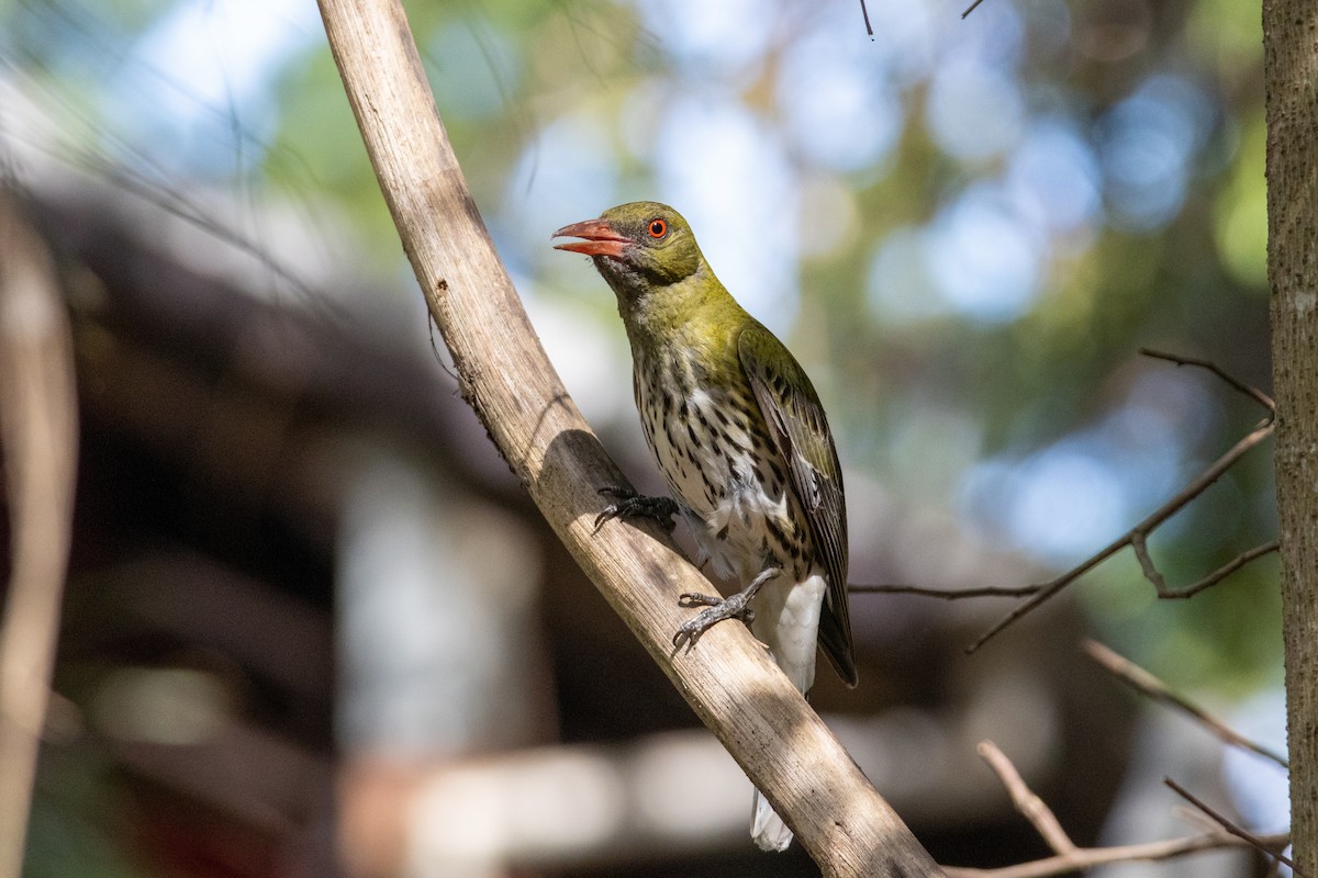 Olive-backed Oriole - ML656938347